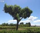 Albero nel campo