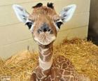 Giraffa bambino