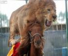 Leone e il cavallo facendo le sue prestazioni di circo
