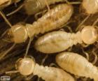 Le termiti guardare come formiche bianche