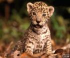 Un piccolo giaguaro