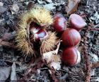 Castagne