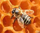 Ape del miele. Le api che producono miele