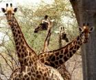 Quattro giraffe