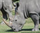 Testa di rinoceronte
