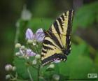 Papilio glaucus, farfalla originaria dell'est nord America