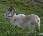 Bighorn bianco (maschio)