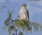 Smeriglio su un ramo. Lo smeriglio (Falco columbarius) è un uccello falconiforme della famiglia dei Falconidi.