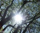 Guardando il sole attraverso i rami di un albero