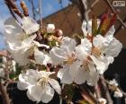 Fiori di mandorlo in primavera