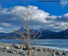 Un albero morto vicino al lago