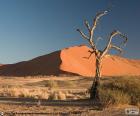 Il deserto del Namib è considerata essere il deserto più antico del mondo, si estende lungo la costa della Namibia, Africa. Patrimonio mondiale dell'umanità dal 2013