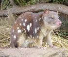 La quoll tiger o gatto marsupiale a coda macchiata, è il più grande marsupiale carnivoro dell'Australia