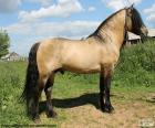 La Viatka è un cavallo originario della Russia, molto forte e resistente