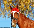 Cavallo con cappello di Santa Claus