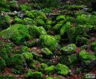 Le pietre coperte di muschio nella foresta di inverno