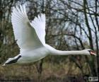 Un grande cigno reale volare maestosamente