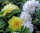 Fiori di paeonia