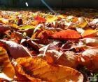 Foglie secche in autunno