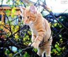 Un gattino in un albero