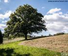 Albero nel campo arato