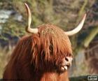 Testa di vacca delle Highlander è una razza bovina di Highlands scozzesi
