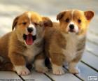 Cuccioli Welsh Corgi Pembroke