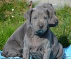 Cuccioli di Thai Ridgeback