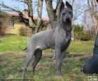 Il Thai Ridgeback un grande cane originari della Tailandia