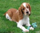 Cucciolo Welsh Springer Spaniel