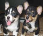 Due cuccioli di Welsh Corgi Cardigan carino