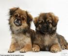 Cuccioli Tibetan Spaniel