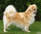 Tibetan Spaniel