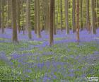 Foresta Hallerbos, Belgio