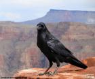 Grande corvo