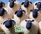 Pecore del gregge di Shaun