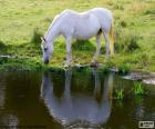 Cavallo bianco che bere