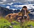 Mucca che riposa su un'alta montagna nel prato di estate