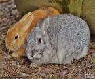Una coppia di conigli