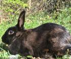 Coniglio nero rilassante al sole in un campo verde e nelle vicinanze di cespugli