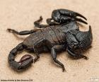 Lo scorpione imperatore, è nativo dell'Africa. È uno tra i più grossi scorpioni al mondo, il suo corpo è nero