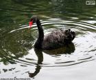 Cigno nero nuoto in uno stagno tranquillo, questa specie è originaria dell'Australia