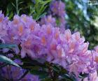 Viola fiori di azalea