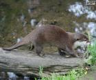 Lontra sopra un tronco