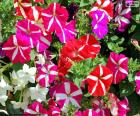 Fiori della petunia