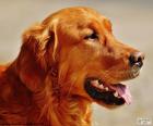 Testa di golden retriever