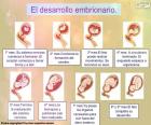 Sviluppo del feto (Spagnolo) 