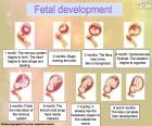 Sviluppo fetale (Inglese)