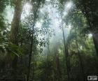 Paesaggio dell'interno della foresta, con alberi molto alti, piante e liane