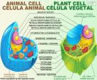 Differenza tra cellula animale e cellula vegetale. Entrambi sono eucarioti, ci sono differenze tra i due (Vedi immagine). Le cellule vegetali sono di forma rettangolare e l'animale è irregolare